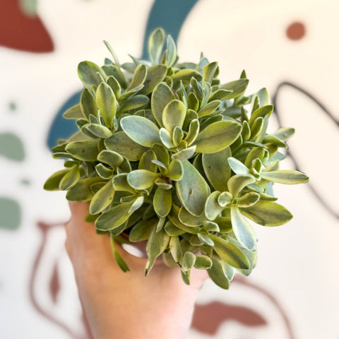 Crassula swaziensis variegata 'Money Maker' - Sprouts of Bristol