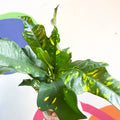 Croton - Codiaeum variegatum var. pictum 'Magnificent' - Sprouts of Bristol