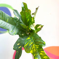 Croton - Codiaeum variegatum var. pictum 'Magnificent' - Sprouts of Bristol