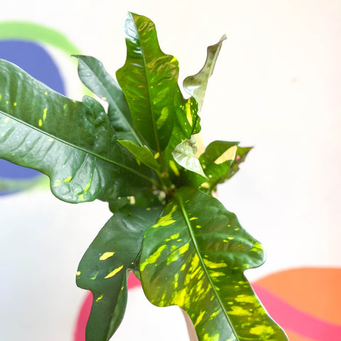 Croton - Codiaeum variegatum var. pictum 'Magnificent' - Sprouts of Bristol