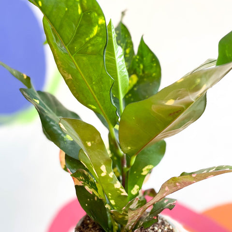 Croton - Codiaeum variegatum var. pictum 'Magnificent' - Sprouts of Bristol