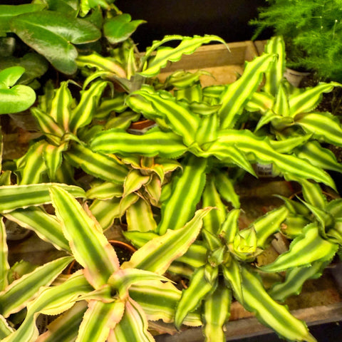 Cryptanthus bivittatus - Earth Star Plant Lucky Dip - Sprouts of Bristol