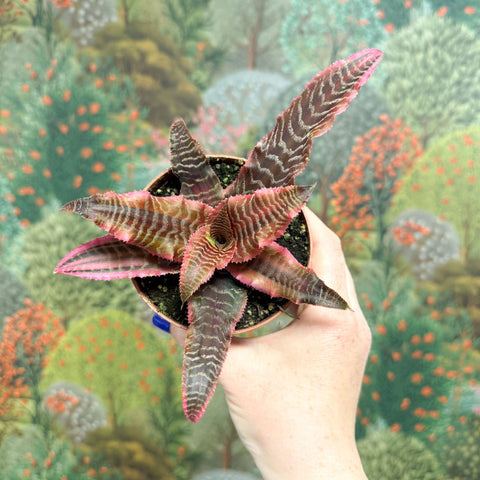 Cryptanthus bivittatus ‘Elaine’ – Earth Star - Sprouts of Bristol