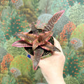 Cryptanthus bivittatus ‘Elaine’ – Earth Star - Sprouts of Bristol