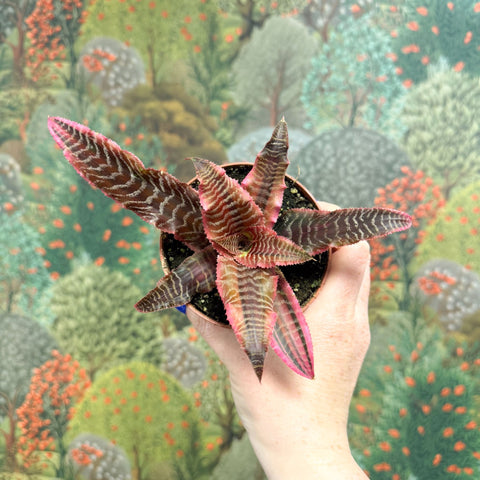 Cryptanthus bivittatus ‘Elaine’ – Earth Star - Sprouts of Bristol