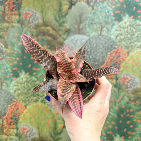 Cryptanthus bivittatus ‘Elaine’ – Earth Star - Sprouts of Bristol