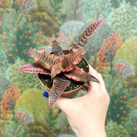 Cryptanthus bivittatus ‘Elaine’ – Earth Star - Sprouts of Bristol