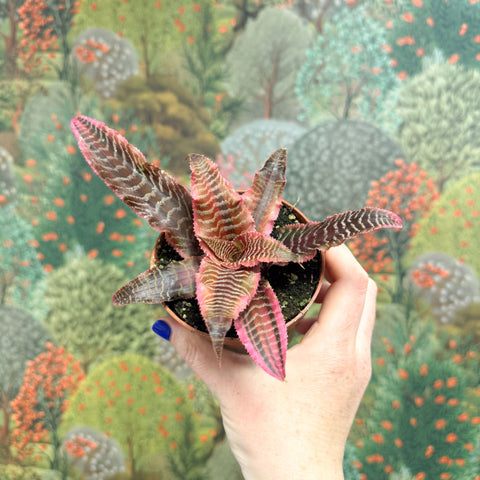 Cryptanthus bivittatus ‘Elaine’ – Earth Star - Sprouts of Bristol