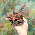 Cryptanthus bivittatus ‘Elaine’ – Earth Star - Sprouts of Bristol