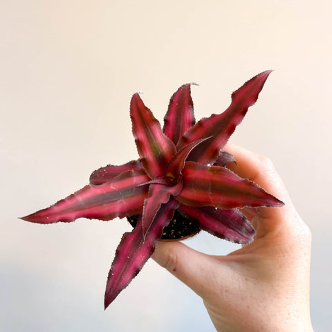 Cryptanthus bivittatus 'Red Star' - Earth Star Plant - Sprouts of Bristol
