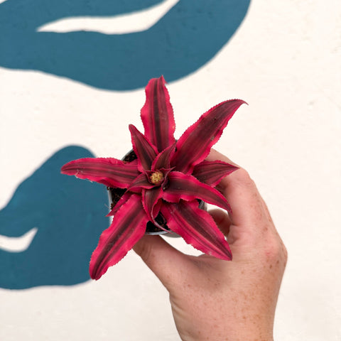 Cryptanthus bivittatus 'Super Pink Star' - Earth Star Plant - Sprouts of Bristol