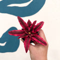 Cryptanthus bivittatus 'Super Pink Star' - Earth Star Plant - Sprouts of Bristol