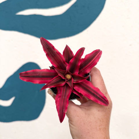 Cryptanthus bivittatus 'Super Pink Star' - Earth Star Plant - Sprouts of Bristol