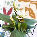 Curcuma – Hidden Ginger / Siam Tulip - Sprouts of Bristol