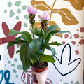 Curcuma – Hidden Ginger / Siam Tulip - Sprouts of Bristol