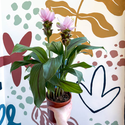 Curcuma – Hidden Ginger / Siam Tulip - Sprouts of Bristol