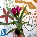 Curcuma – Hidden Ginger / Siam Tulip - Sprouts of Bristol