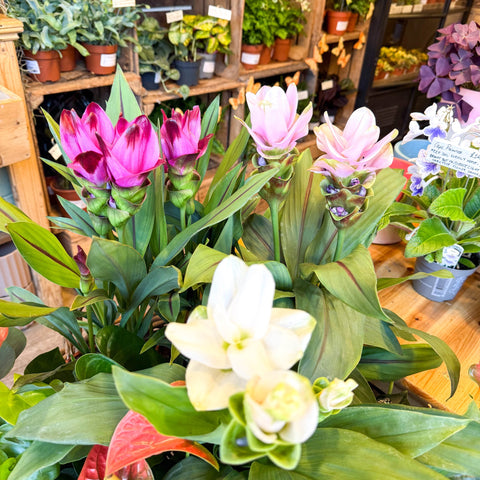 Curcuma – Hidden Ginger / Siam Tulip - Sprouts of Bristol