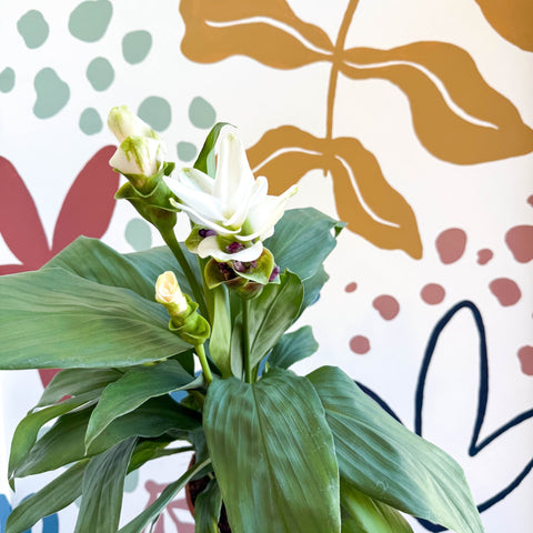 Curcuma – Hidden Ginger / Siam Tulip - Sprouts of Bristol