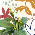 Curcuma – Hidden Ginger / Siam Tulip - Sprouts of Bristol