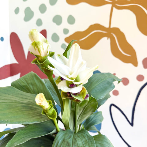 Curcuma – Hidden Ginger / Siam Tulip - Sprouts of Bristol