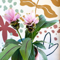 Curcuma – Hidden Ginger / Siam Tulip - Sprouts of Bristol