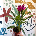 Curcuma – Hidden Ginger / Siam Tulip - Sprouts of Bristol