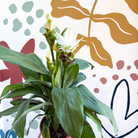 Curcuma – Hidden Ginger / Siam Tulip - Sprouts of Bristol