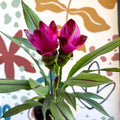 Curcuma – Hidden Ginger / Siam Tulip - Sprouts of Bristol