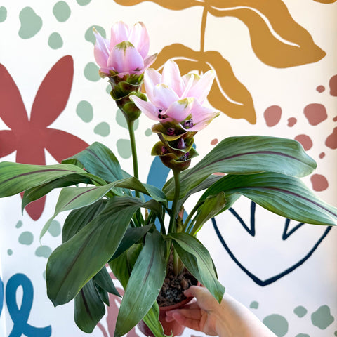 Curcuma – Hidden Ginger / Siam Tulip - Sprouts of Bristol
