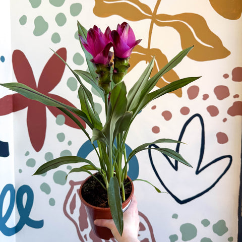 Curcuma – Hidden Ginger / Siam Tulip - Sprouts of Bristol