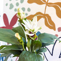 Curcuma – Hidden Ginger / Siam Tulip - Sprouts of Bristol