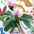 Curcuma – Hidden Ginger / Siam Tulip - Sprouts of Bristol