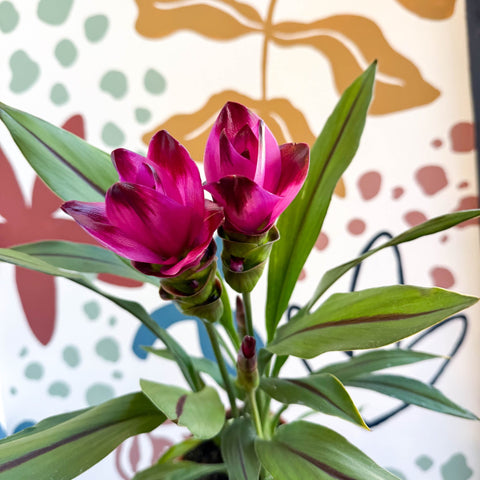Curcuma – Hidden Ginger / Siam Tulip - Sprouts of Bristol