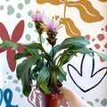 Curcuma – Hidden Ginger / Siam Tulip - Sprouts of Bristol