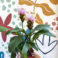 Curcuma – Hidden Ginger / Siam Tulip - Sprouts of Bristol