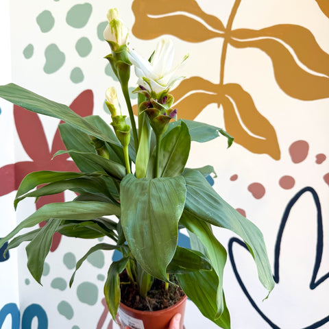 Curcuma – Hidden Ginger / Siam Tulip - Sprouts of Bristol