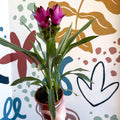 Curcuma – Hidden Ginger / Siam Tulip - Sprouts of Bristol
