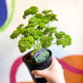 Curly Parsley - Petroselinum crispum 'Frisado' - British Grown Culinary Herbs - Sprouts of Bristol