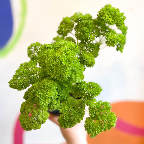 Curly Parsley - Petroselinum crispum 'Frisado' - British Grown Culinary Herbs - Sprouts of Bristol