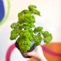Curly Parsley - Petroselinum crispum 'Frisado' - British Grown Culinary Herbs - Sprouts of Bristol