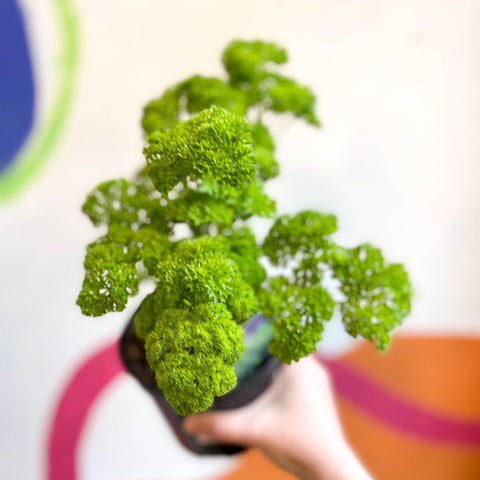 Curly Parsley - Petroselinum crispum 'Frisado' - British Grown Culinary Herbs - Sprouts of Bristol