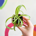 Curly Spider Plant - Chlorophytum comosum - Welsh Grown - Sprouts of Bristol