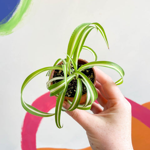 Curly Spider Plant - Chlorophytum comosum - Welsh Grown - Sprouts of Bristol