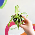Curly Spider Plant - Chlorophytum comosum - Welsh Grown - Sprouts of Bristol