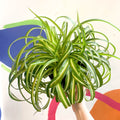 Curly Spider Plant - Chlorophytum comosum - Welsh Grown - Sprouts of Bristol