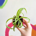 Curly Spider Plant - Chlorophytum comosum - Welsh Grown - Sprouts of Bristol