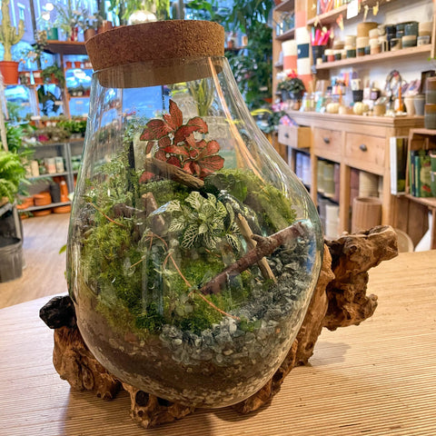 Custom Terrarium Designed & Made by Sprouts - Sprouts of Bristol