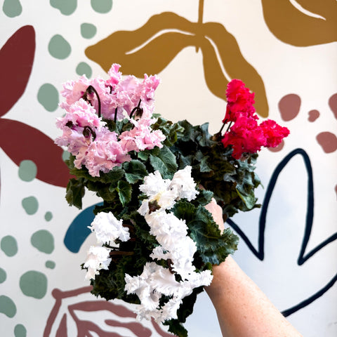 Cyclamen persicum ‘Merengue’ - Mixed Colour Ruffled Florist Cyclamen - Sprouts of Bristol