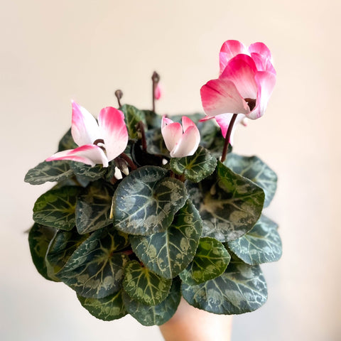 Cyclamen persicum x hybrida 'Indiaka® Salmon Pink' - British Grown - Sprouts of Bristol
